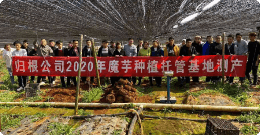 云南5000亩国内最大魔芋生产基地托管