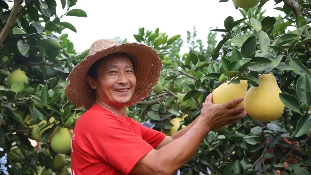 球盟会农服：数智农服树立现代农服“金”标准